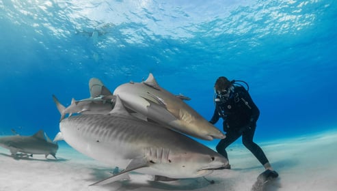 Surina qui touche 2 requins tigres