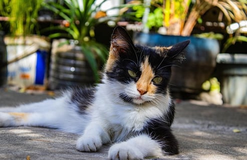 gato calico