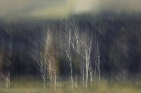 Abstract landscape photograph by Martin Osner capturing ethereal white trees against a dark forest backdrop using soft motion
