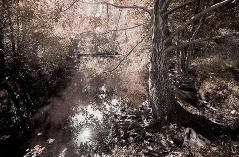 Ethereal Reverie landscape photography by Martin Osner, tranquil riverside scene with tree roots and soft warm foliage.