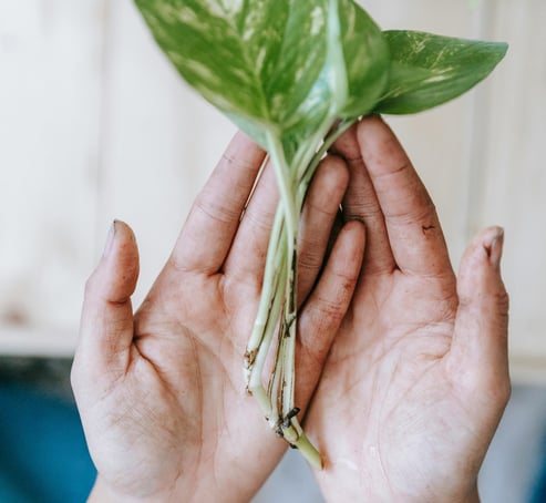 Plant cuttings in hand