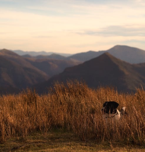 Photo d'un chien caché dans les hautes herbes avec les montages en arrière plan.