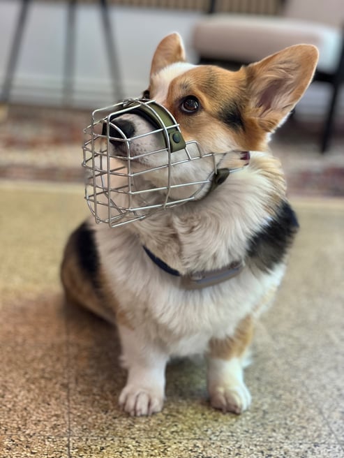 Hund mit Maulkorb