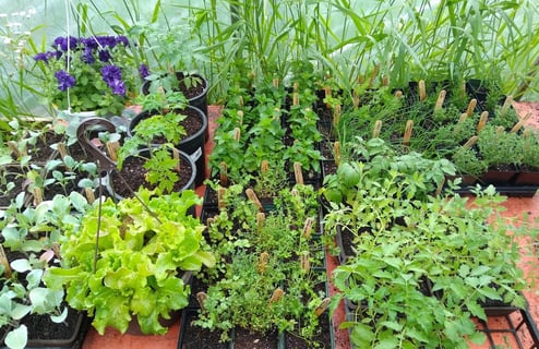 seedlings of greens, herbs, and flowers to transplant