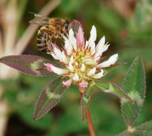 biodiversidade 