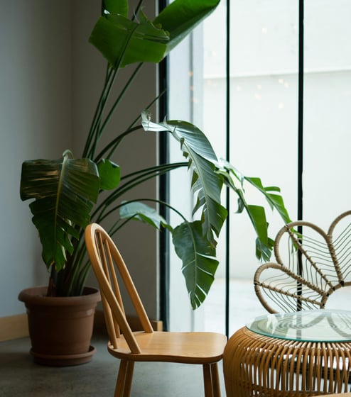 Mature Strelitzia plant, otherwise known as the Bird of Paradise