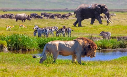 Wildlife Destinations