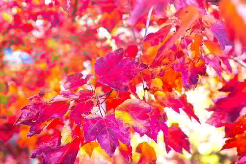 Autumn Red Series Fine Art Photography