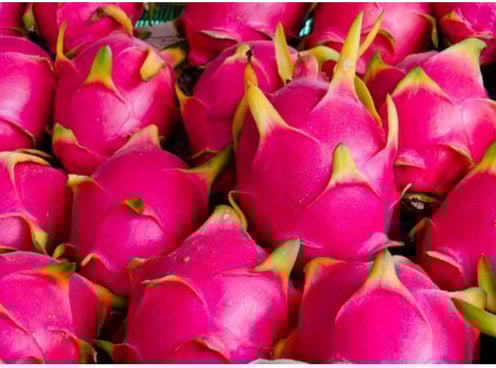 Fresh Dragon Fruit (White or Red), Thanh long ( trắng hoặc đỏ ) UpBe Food VN