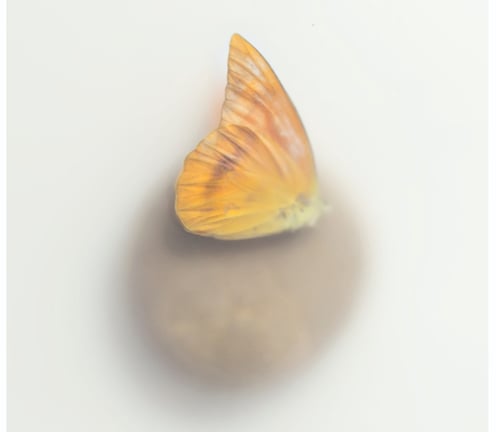 A photograph of a butterfly on a stone. Misty and etheral