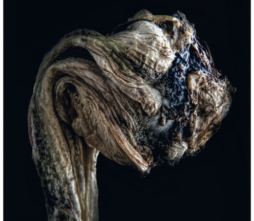 A macro photograph of a flower head that has died. Reminiscent of a head
