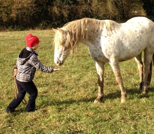 un enfant autiste surmonte sa peur pour donner une récompense au cheval
