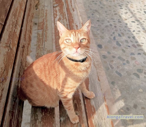 A smart looking orange cat wants to be petted in a hidden gem of a town Espluga in Catalonia Spain 