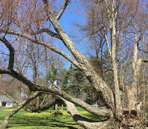 Shade Tree Pruning 