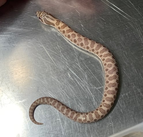 Lavender male hognose