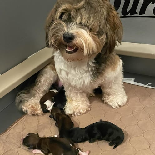 Havanese Babies