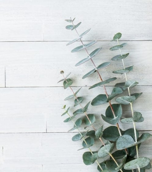 eucalyptus soap