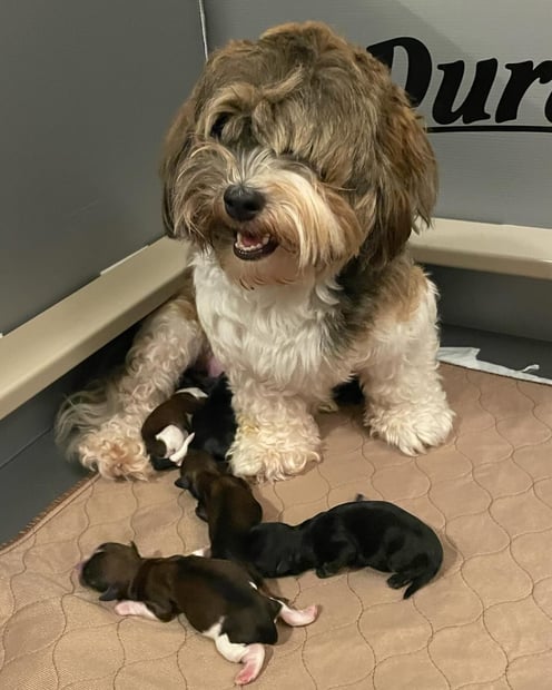 Havanese Babies