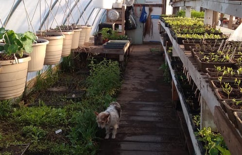 rows of hanging baskets of plants and trays of seedlings in a greenhouse