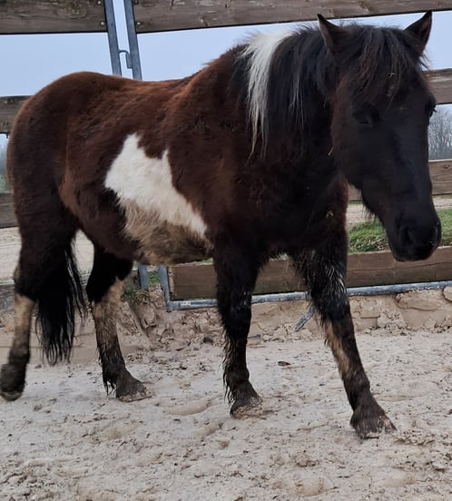 Super Poney
