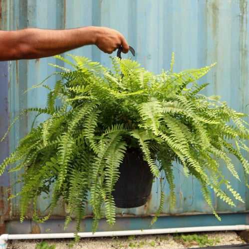 Ferns for sale