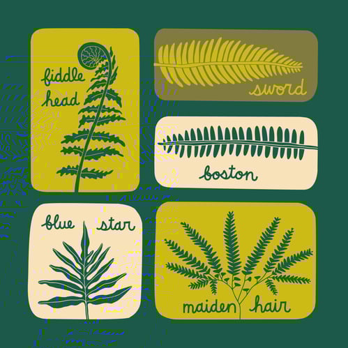 Hand drawn illustrations of ferns for a t shirt design