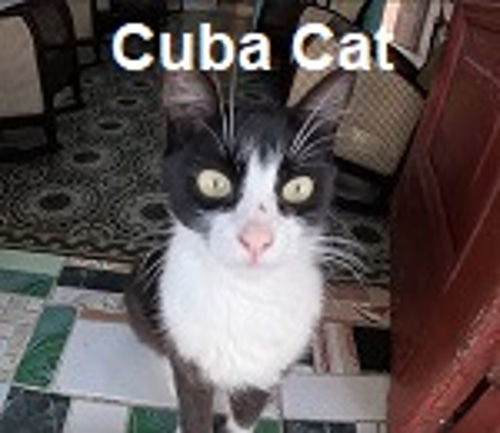 Cuba Cat logo