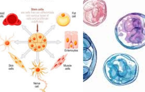 fasting-increased-stem-