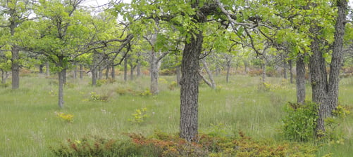 An Oak savannah documented in Ontario by Environmental Consultants at Aster Environmental.