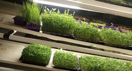 a picture of Early Greens microgreens nursery