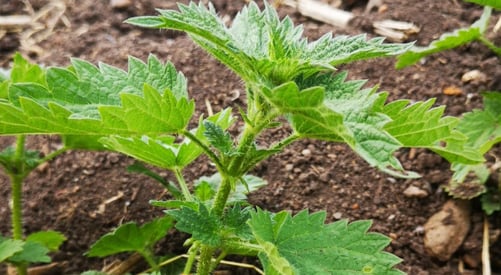Close up stinging nettle