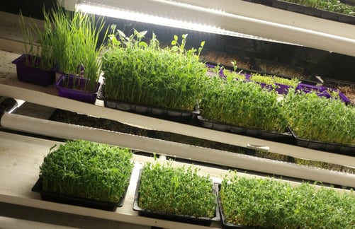 a picture of Early Greens microgreens nursery