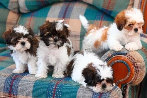Affordable Shih Tzu puppies for sale