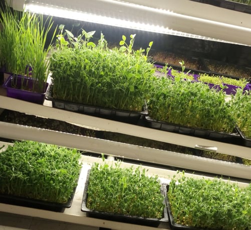 a picture of Early Greens microgreens nursery