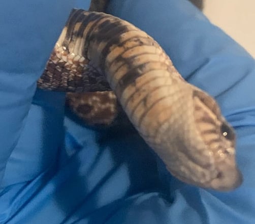 Hognose taking a hard left turn