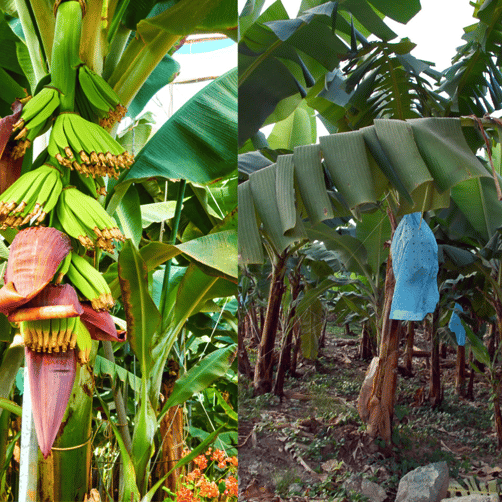 Bunch covering and bunch trimming in banana