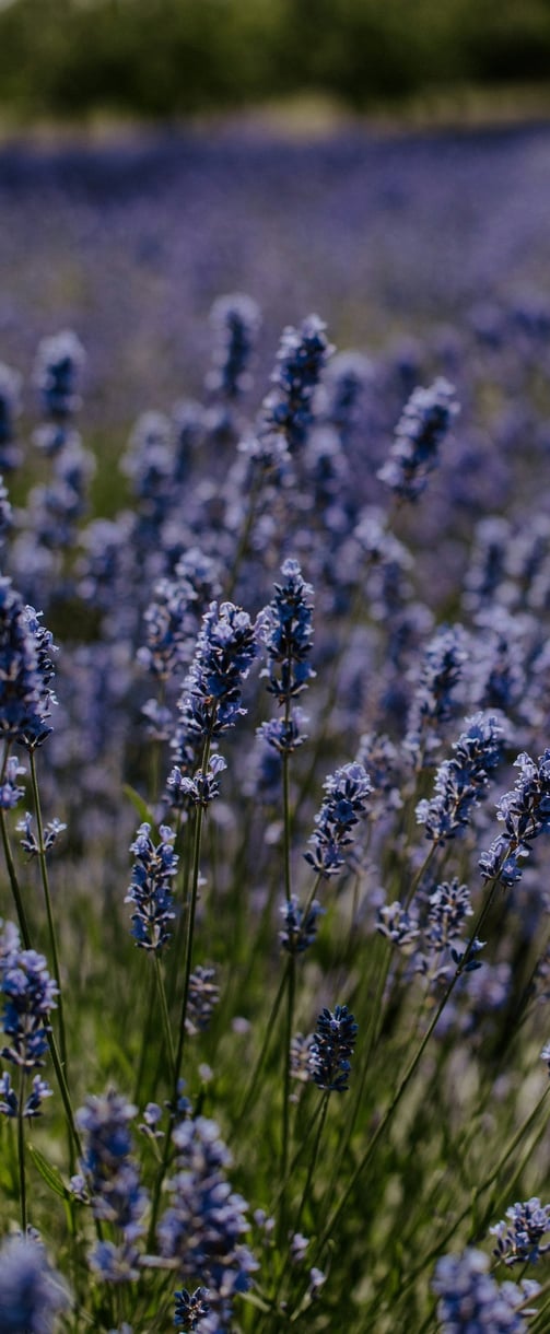 Campo de lavanda desfocado representando um espaço calmo e seguro para responder perguntas reais
