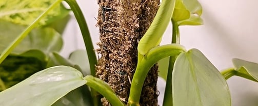 Tiny homemade moss pole for a young plant