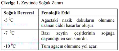 zeytinde soğuk zararı - itoga çiftliği