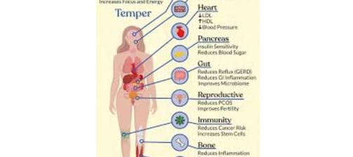 Starvation Diabetes : Fasting-Induced Insulin Resistance