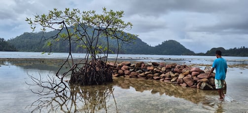 lone mangrove, symbolizing our commitment to coastal conservation