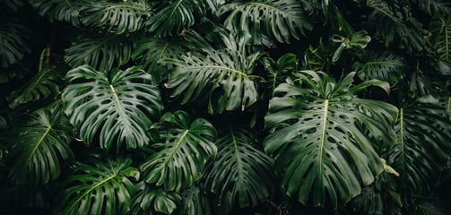Mature fenestrated Monstera deliciosa leaves with splits, holes and perforations