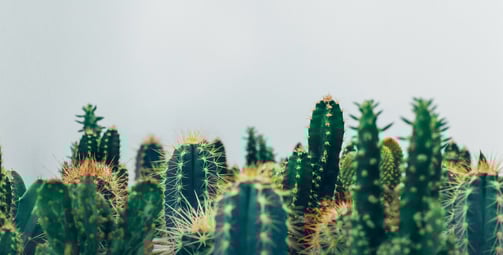 Cacti plants