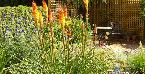 vibrant planting in a raised bed