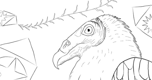Download Gratuito - Urubu-de-cabeça-amarela - Para Colorir - Coleção Aves Daqui.