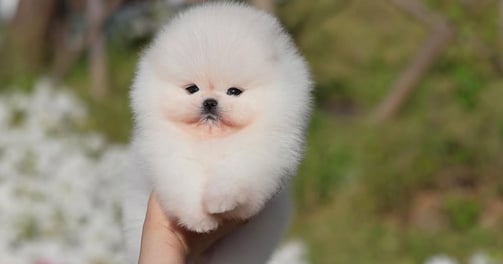 Toy Pom
