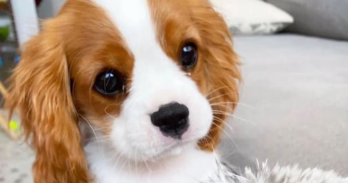 King Charles