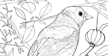 Download Gratuito - Saíra-sete-cores - Para Colorir - Coleção Aves Daqui.