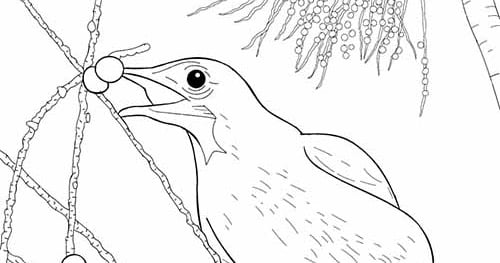 Download Gratuito - Araponga - Para Colorir - Coleção Aves Daqui.