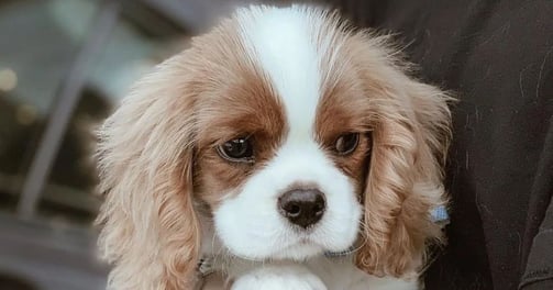 King Charles